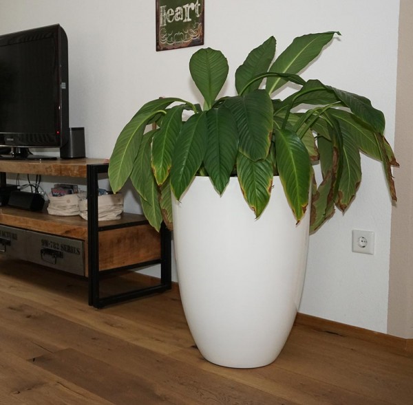 Pflanzkubel Fur Innenraume