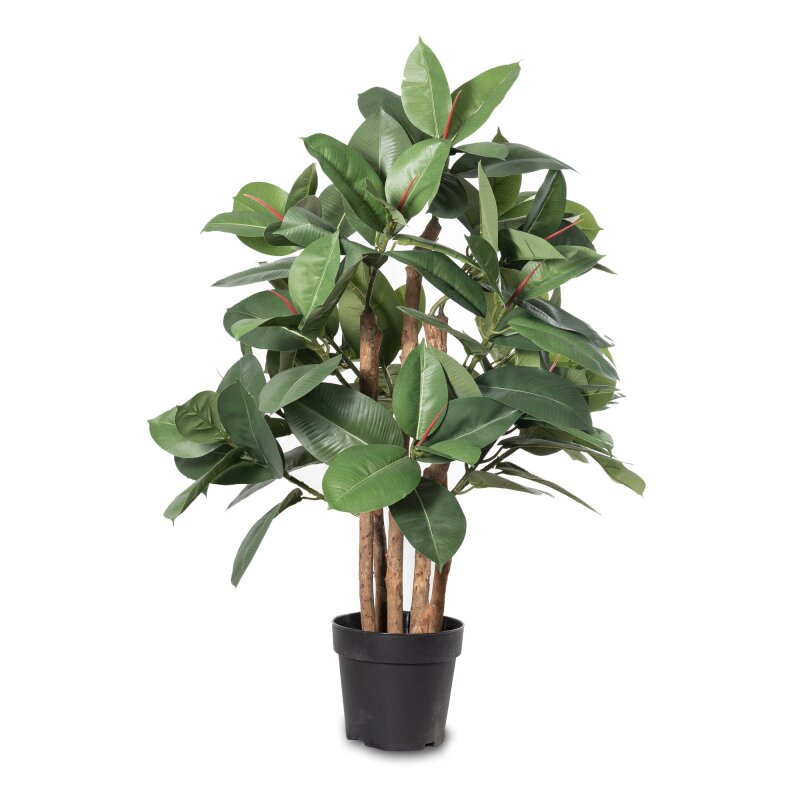 befall monstera Tipps zur Pflege deiner Pflanze : Monstera deliciosa – PflanzenFuerAlle