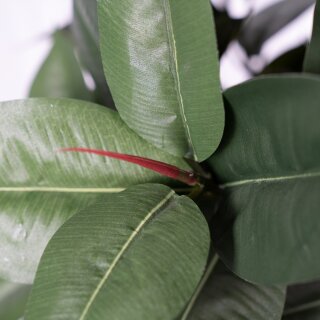 monstera white monster Monstera White Monster Denser (White Monster mutation) variegated *Pre main image 0
