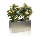 Pflanztrog VISIO 40 Edelstahl gebürstet